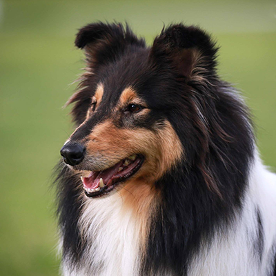 Maudie
