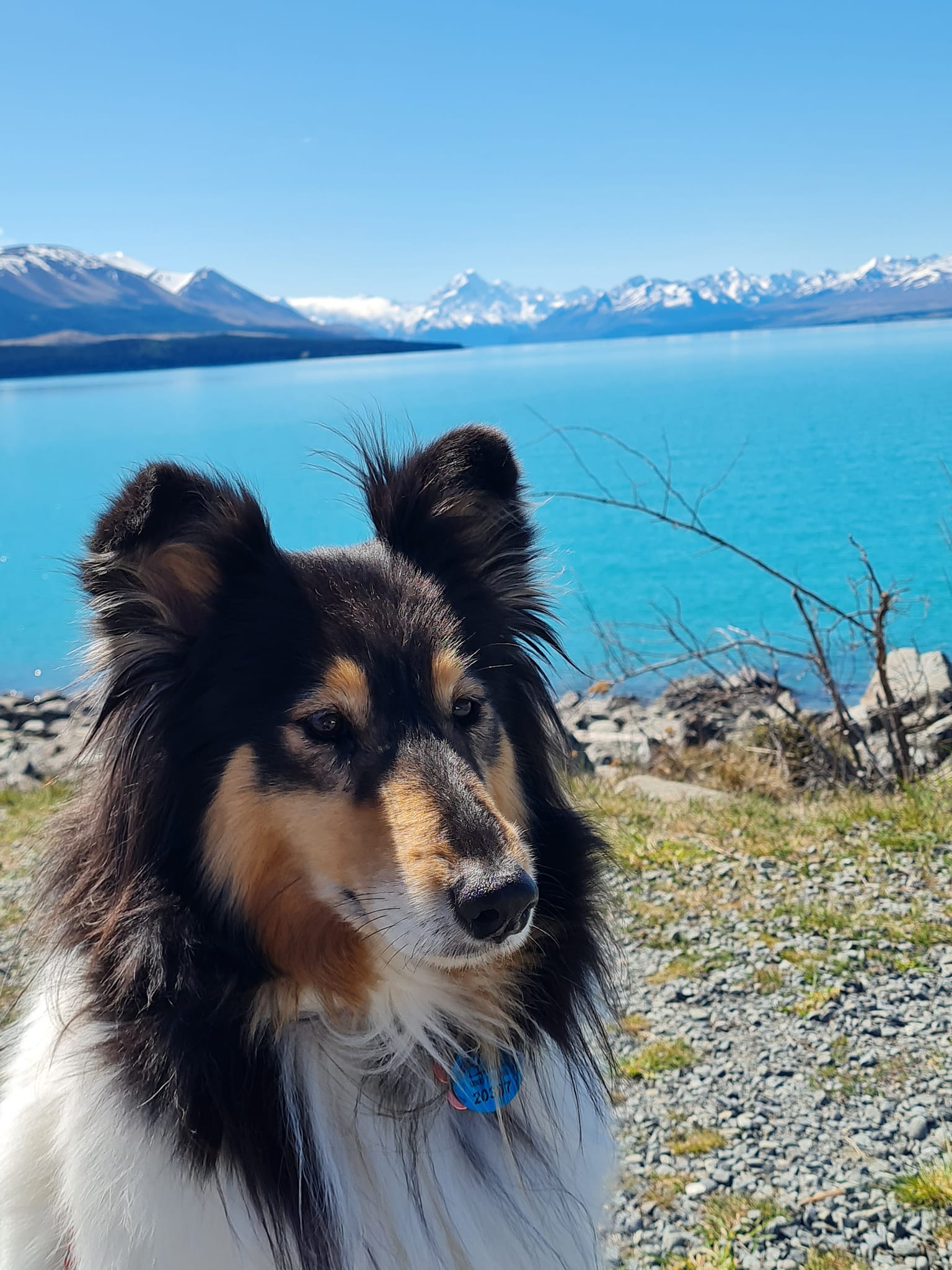 maudie-SI