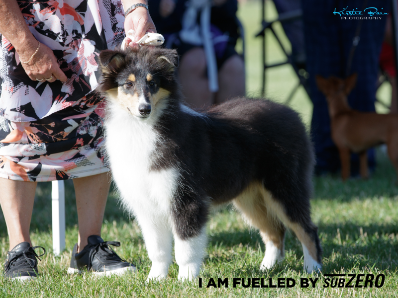 Zuri ambassador sml